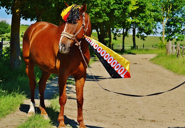 爾西對世界 爾西對世界